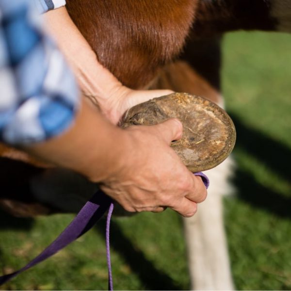 Buy Equine Dentist Equipment Online